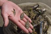 Collecte de petits poissons plats dans le filet, lors d'une pêche scientifique sur la plage Saint Gabriel sur la Côte d'Opale