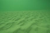 Dunes sous-marines du Parc marin