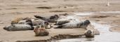 Phoques gris et beau-marins sur les bancs de sable de Berck-sur-Mer.