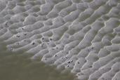 Phoques présents sur un reposoir à marée basse en baie de Somme 