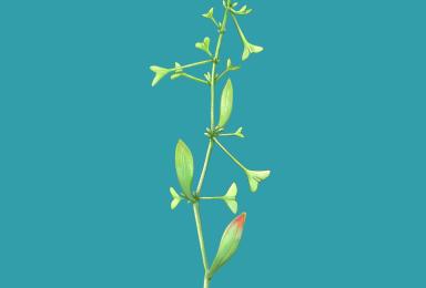 Obione pédonculée (Halimione pedunculata)