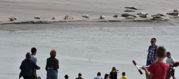 Personnes venues regarder un groupe de phoques gris (Halichoerus grypus) et de phoques veau-marin (Phoca vitulina)
